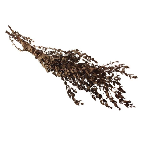 80cm Preserved Parvifolia 150g