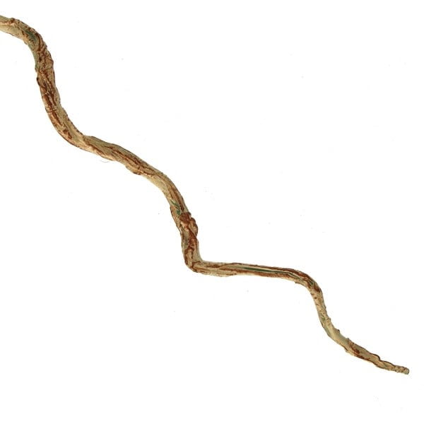 116cm Twig