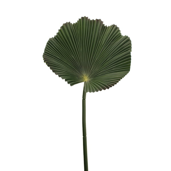 80cm Fan Palm Leaf