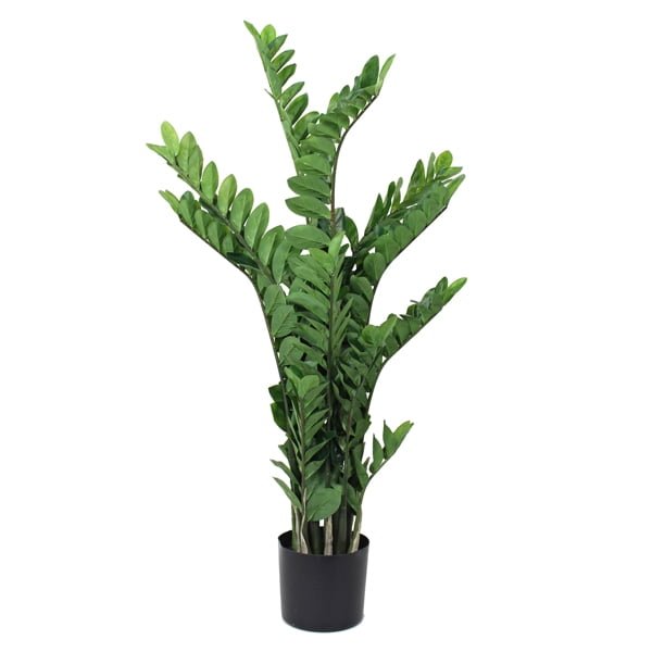 130cm Zamiifolia Plant