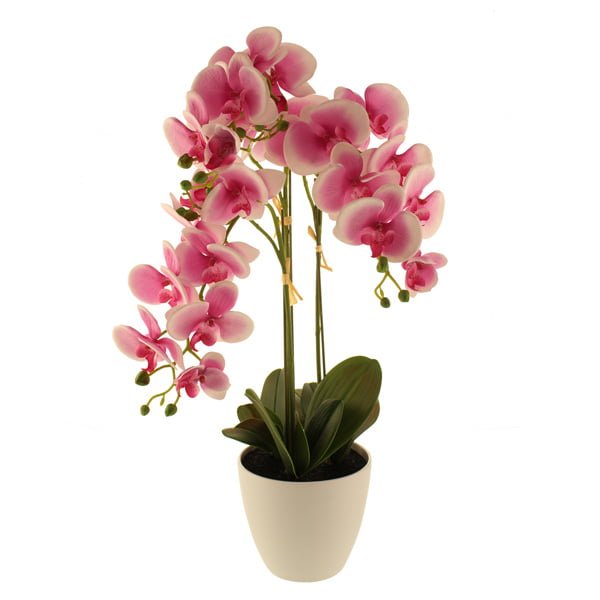 66cm Orchid in Planter