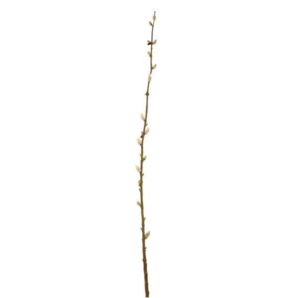 115cm Pussy Willow