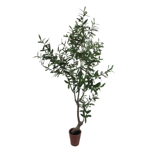 168cm Olive Tree in terracotta planter