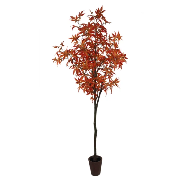 180cm Maple Tree in terracotta planter