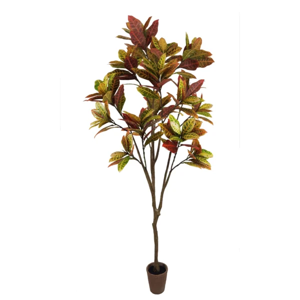 180cm Croton Tree in terracotta planter